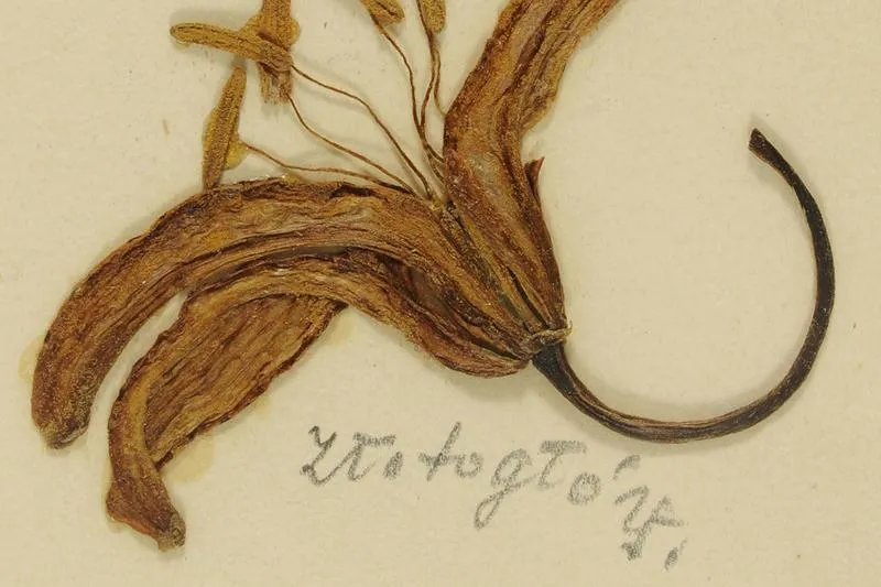 Fascynująca fabuła